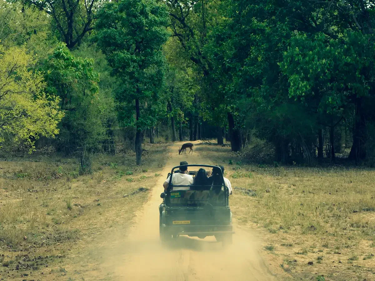 Safari adventure in the park