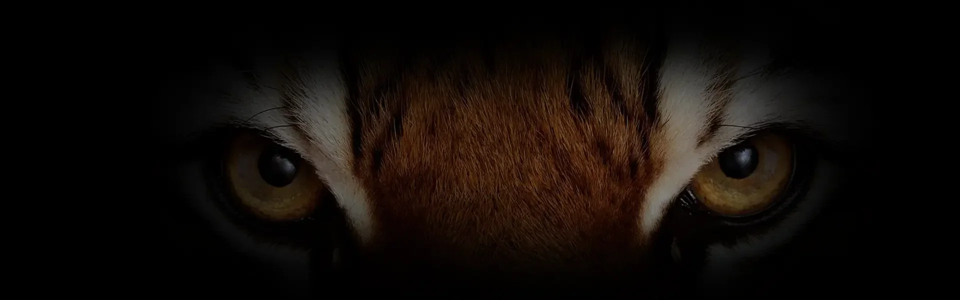 Close encounter with a tiger