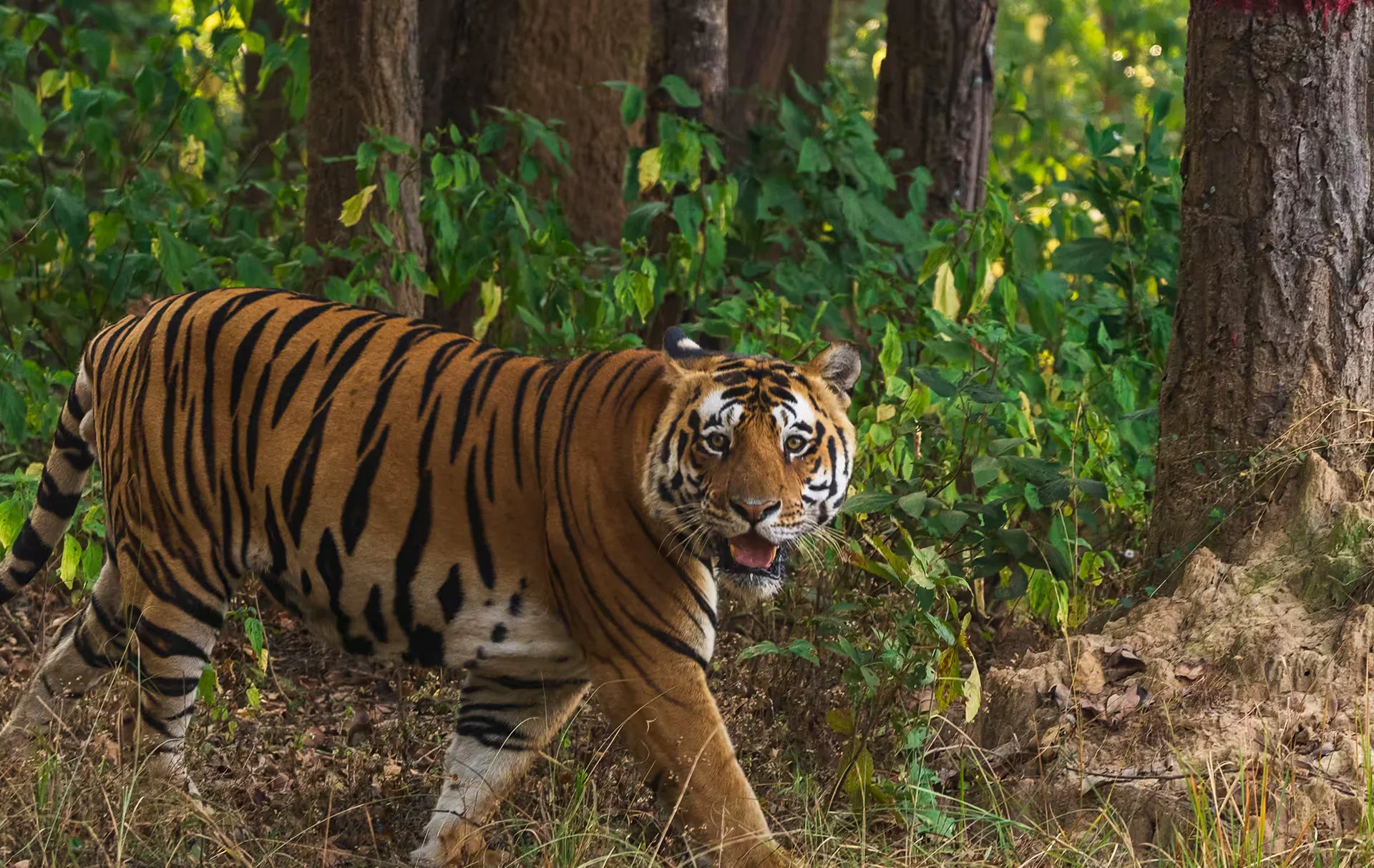 Tiger resting in the wild