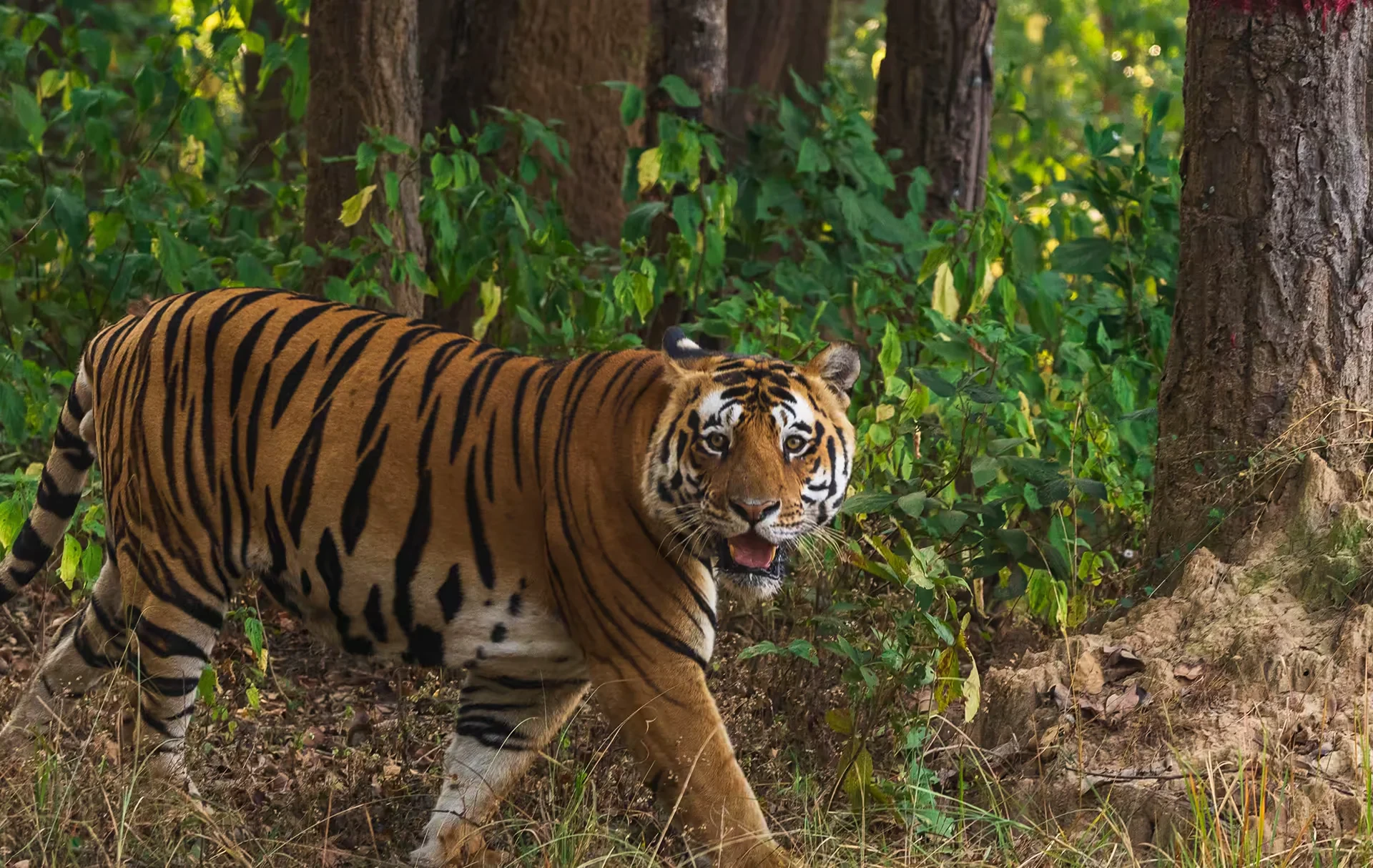 Discover the Wild Beauty wildlife safari in Madhya Pradesh